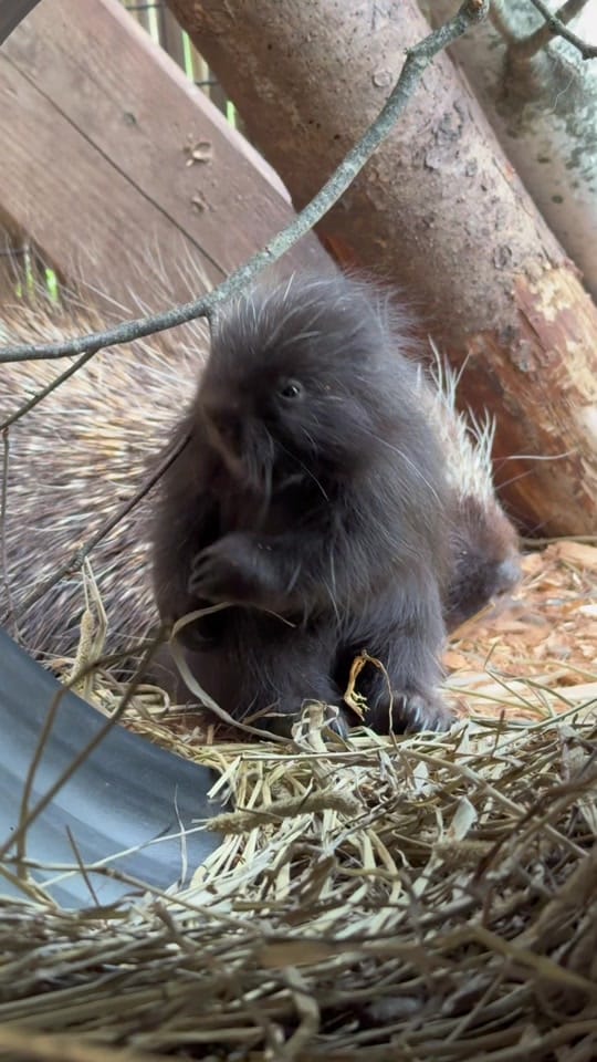 Post 6 by Miller zoo on TikTok (video)