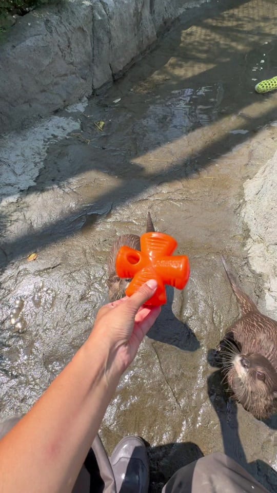 Post 3 by Miller zoo on TikTok (video)