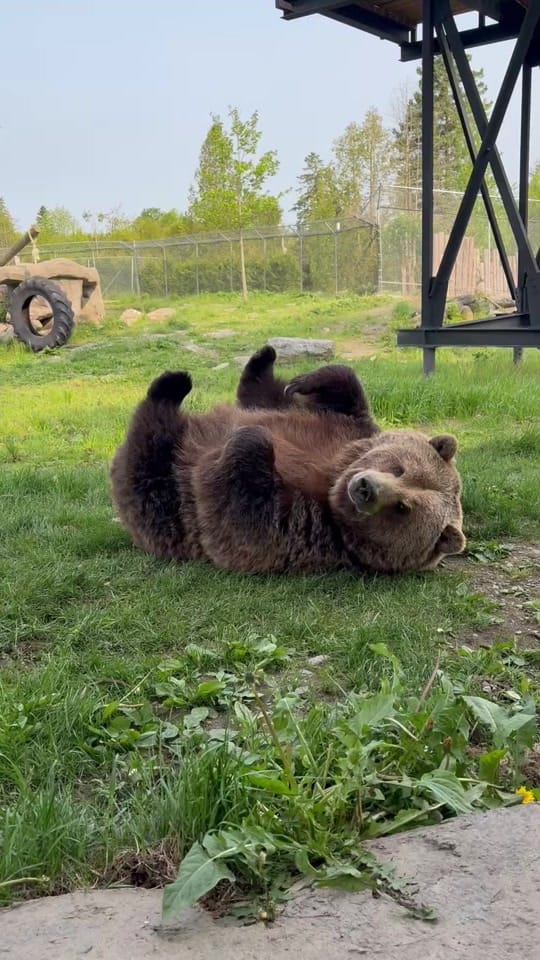 Post 7 by Miller zoo on TikTok (video)