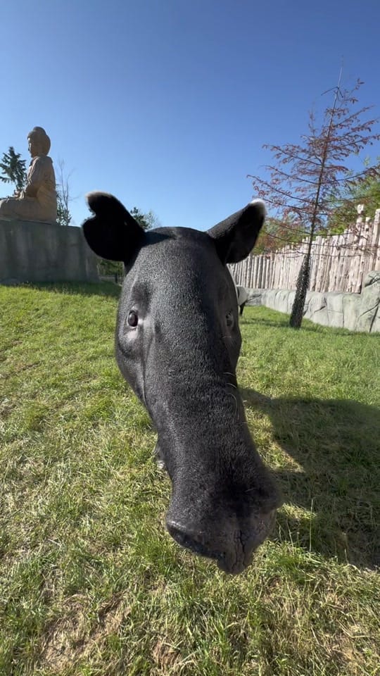 Post 5 by Miller zoo on TikTok (video)