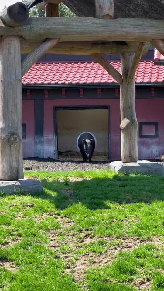 Post 9 by Miller zoo on TikTok (video)