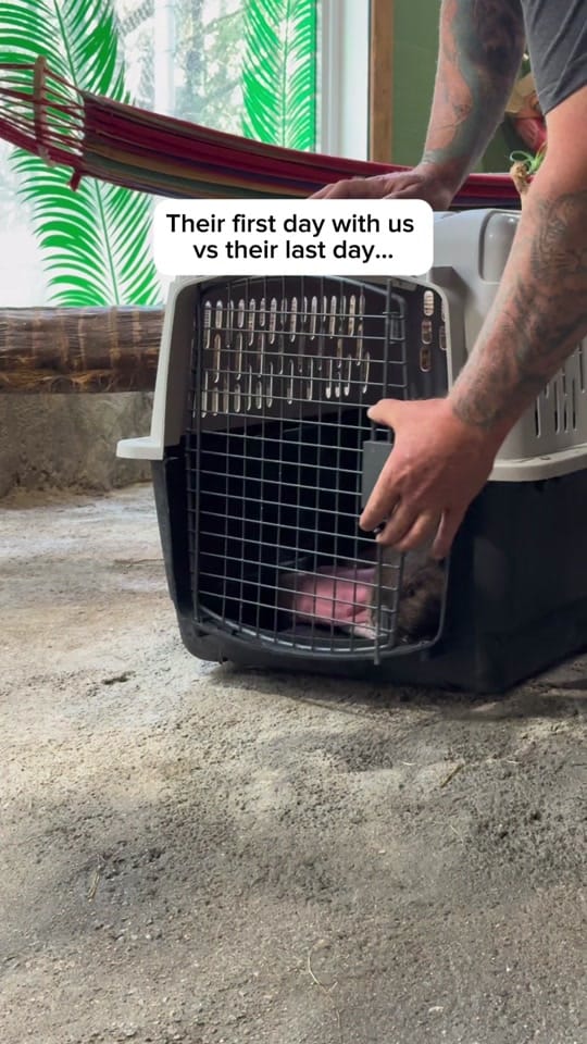 Post 1 by Miller zoo on TikTok (video)
