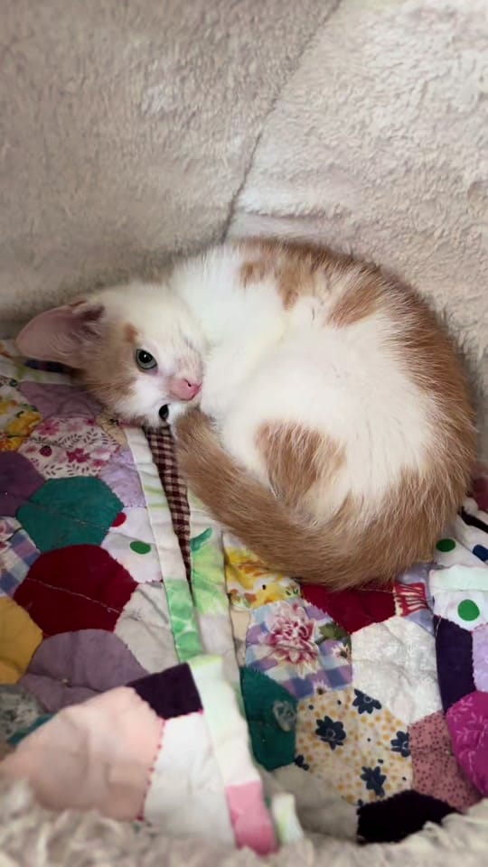 Post 4 by Thornberry Animal Sanctuary on TikTok (video)