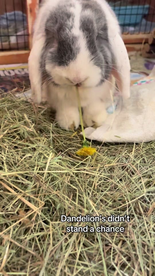 Post 2 by Thornberry Animal Sanctuary on TikTok (video)