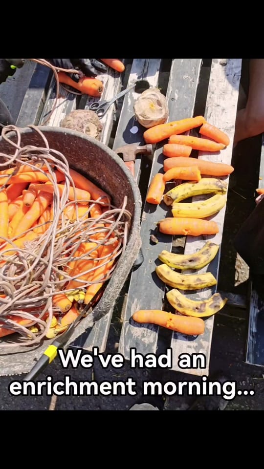 Post 3 by Thornberry Animal Sanctuary on TikTok (video)