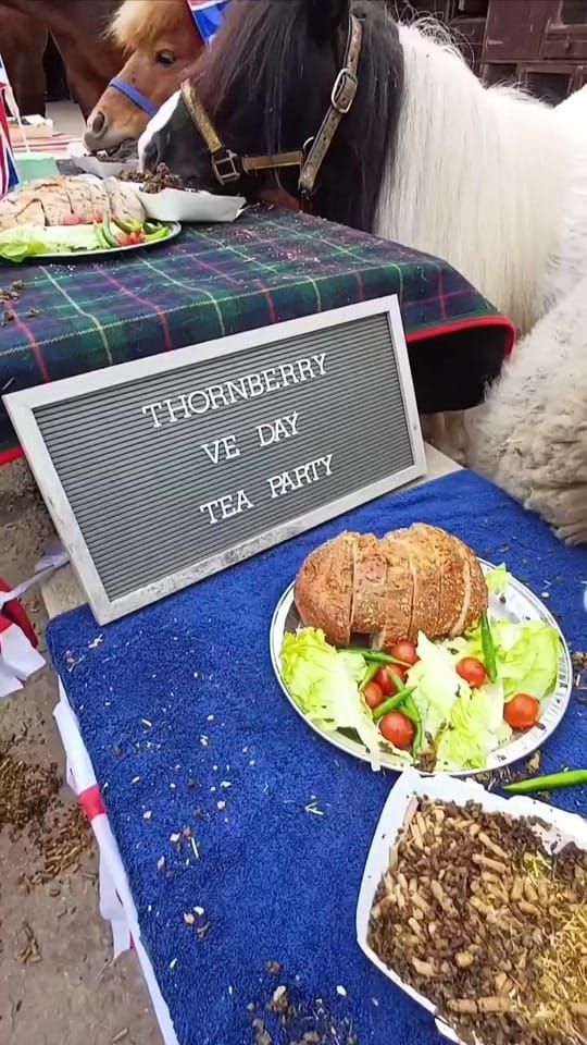 Post 6 by Thornberry Animal Sanctuary on TikTok (video)
