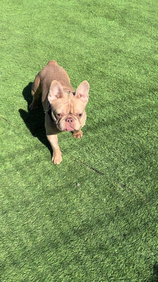 Post 5 by Thornberry Animal Sanctuary on TikTok (video)