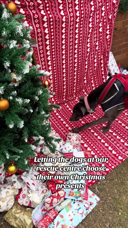 Post 10 by Thornberry Animal Sanctuary on TikTok (video)
