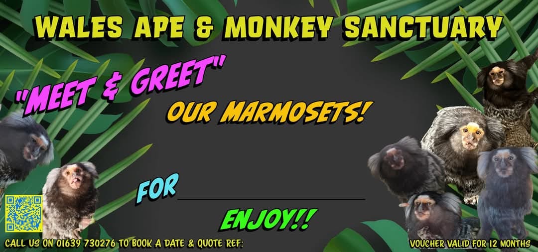 Post 4 by Wales Ape & Monkey Sanctuary on TikTok (video)