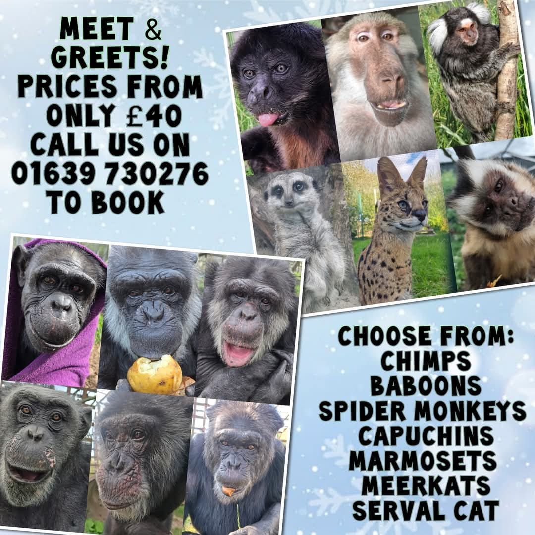 Post 3 by Wales Ape & Monkey Sanctuary on TikTok (video)