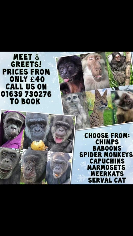 Post 2 by Wales Ape & Monkey Sanctuary on TikTok (video)