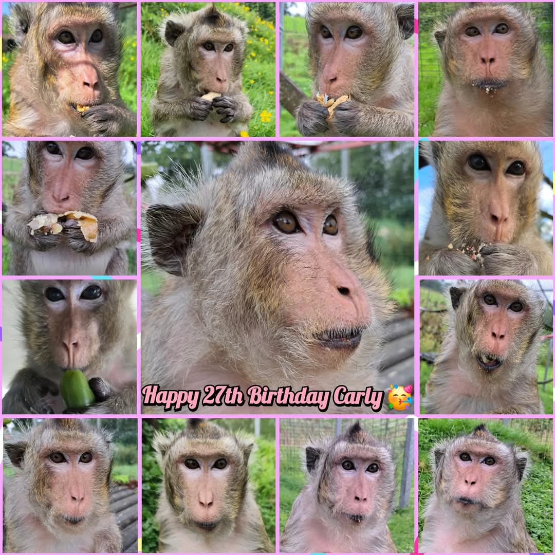 Post 5 by Wales Ape & Monkey Sanctuary on TikTok (video)