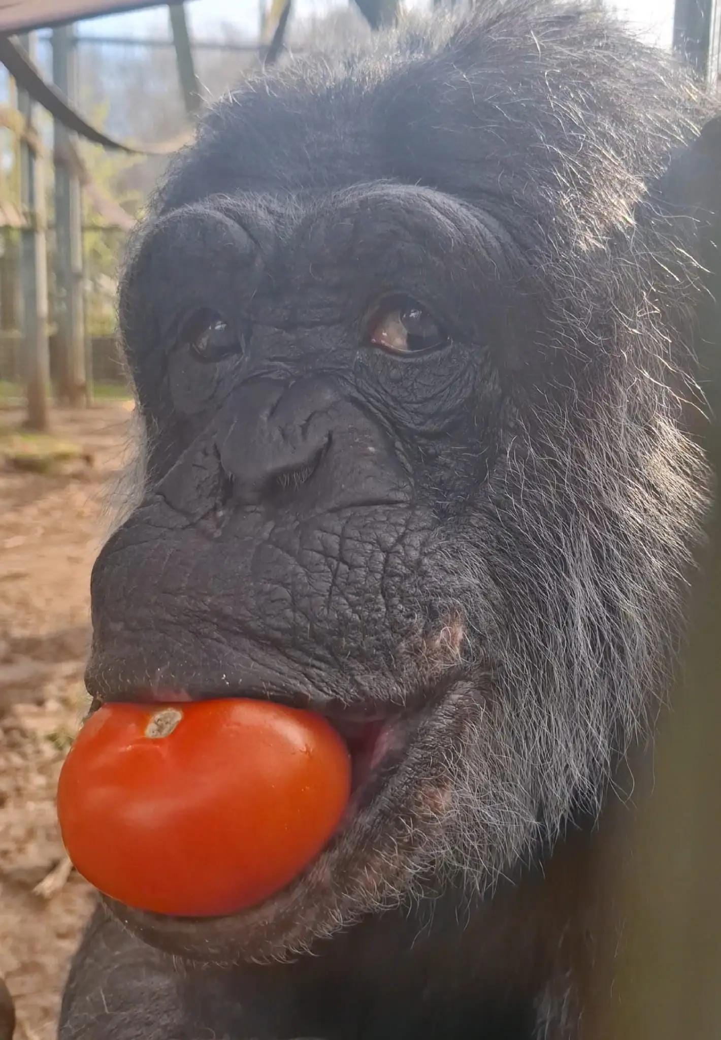 Post 10 by Wales Ape & Monkey Sanctuary on TikTok (video)