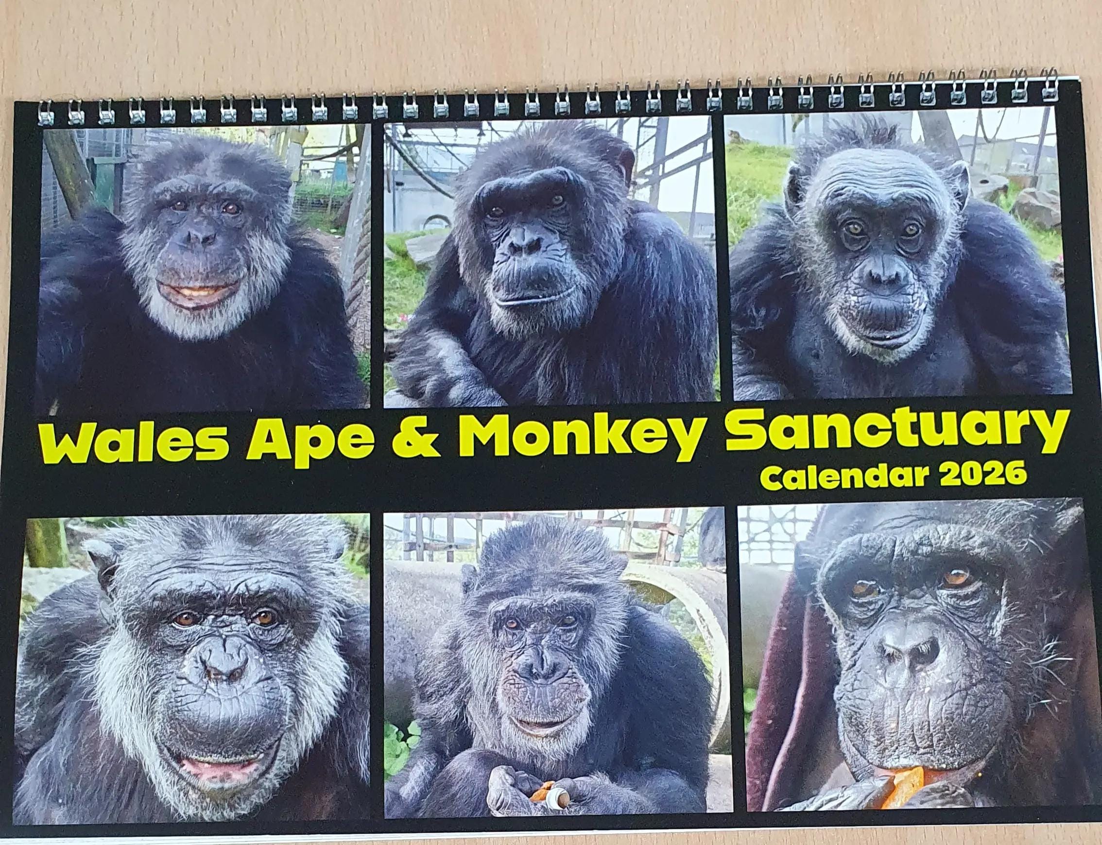 Post 8 by Wales Ape & Monkey Sanctuary on TikTok (video)
