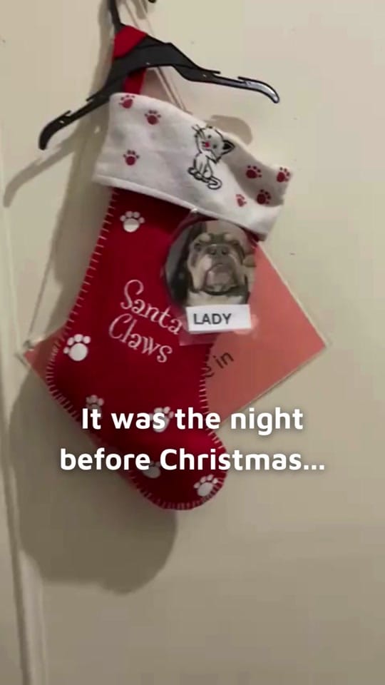 Post 3 by National Animal Welfare Trust on TikTok (video)