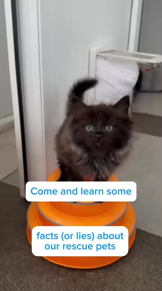Post 8 by National Animal Welfare Trust on TikTok (video)
