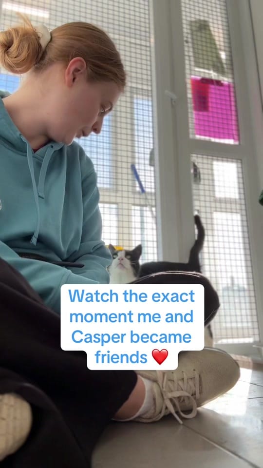Post 7 by National Animal Welfare Trust on TikTok (video)