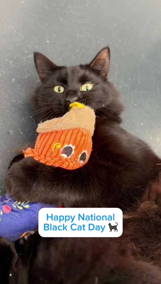Post 9 by National Animal Welfare Trust on TikTok (video)