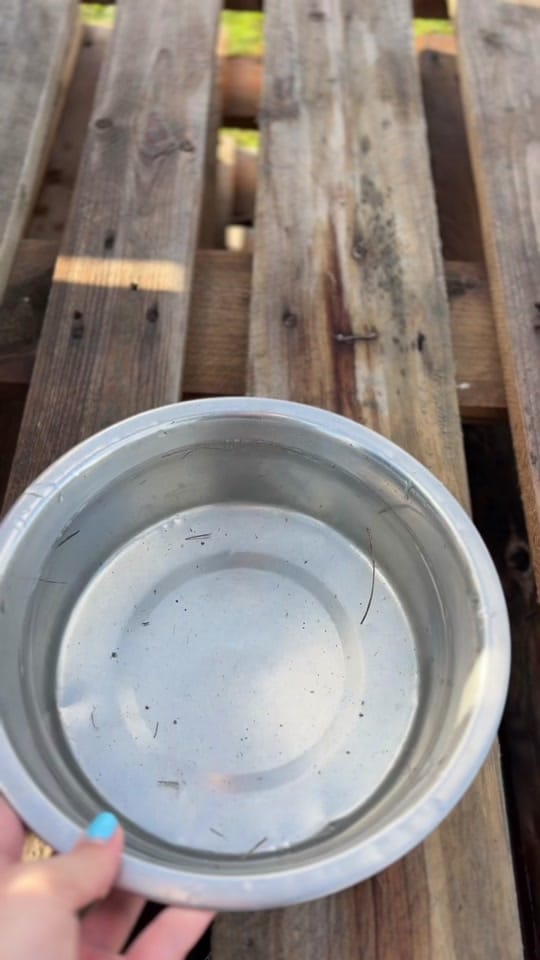 Post 5 by National Animal Welfare Trust on TikTok (video)