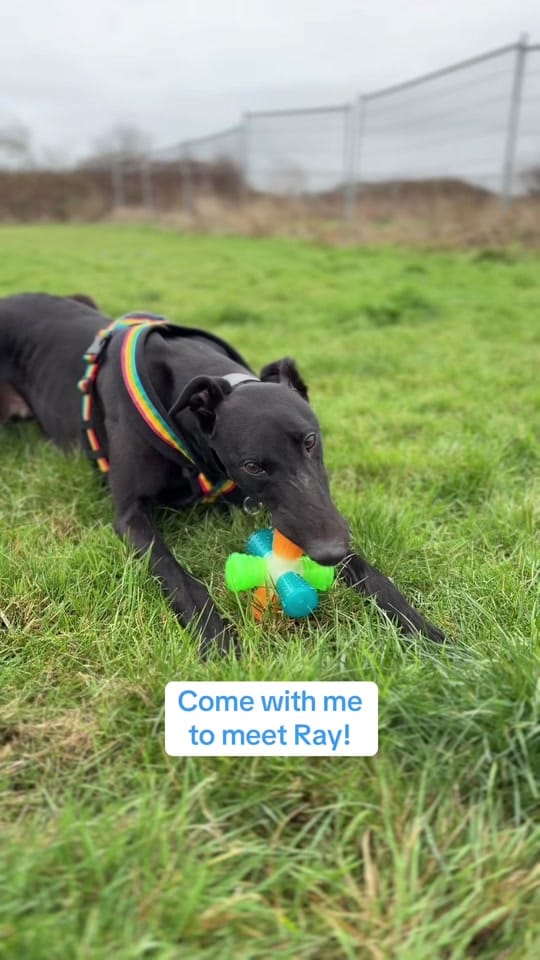 Post 1 by National Animal Welfare Trust on TikTok (video)