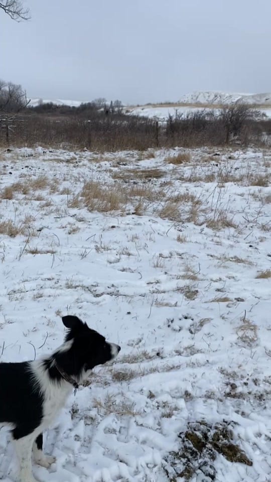 Post 9 by Lisa 🇨🇦🇺🇸 on TikTok (video)