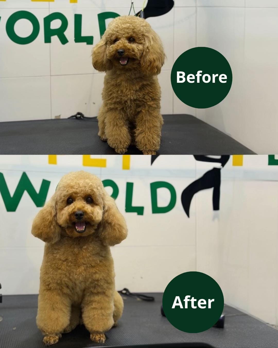 Post 1 by petworld.kw on TikTok (video)