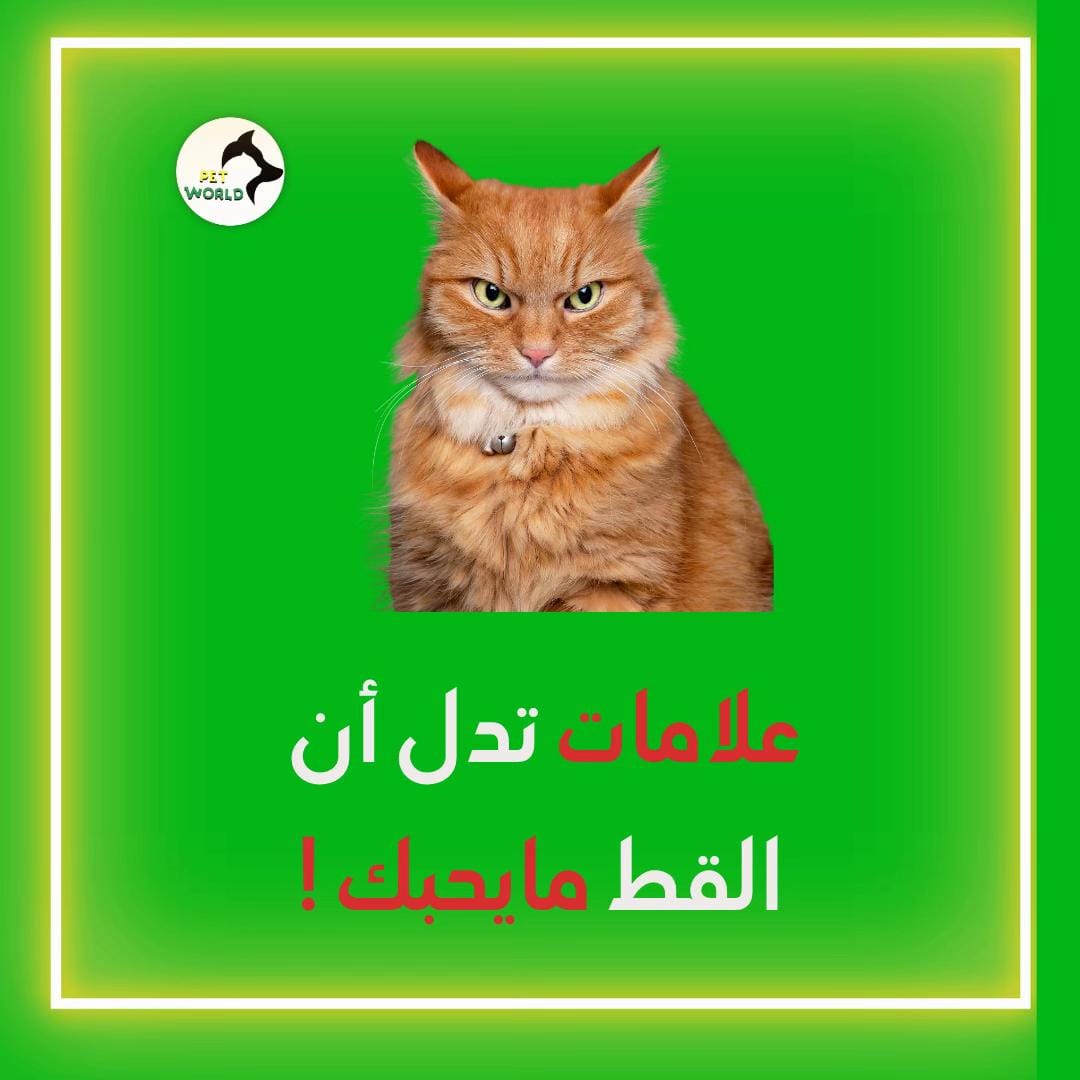 Post 4 by petworld.kw on TikTok (video)