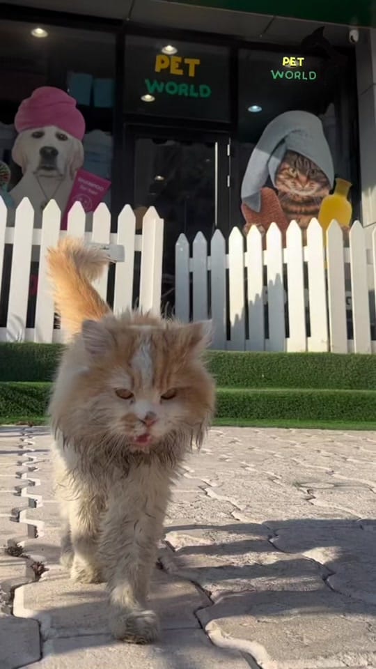 Post 9 by petworld.kw on TikTok (video)