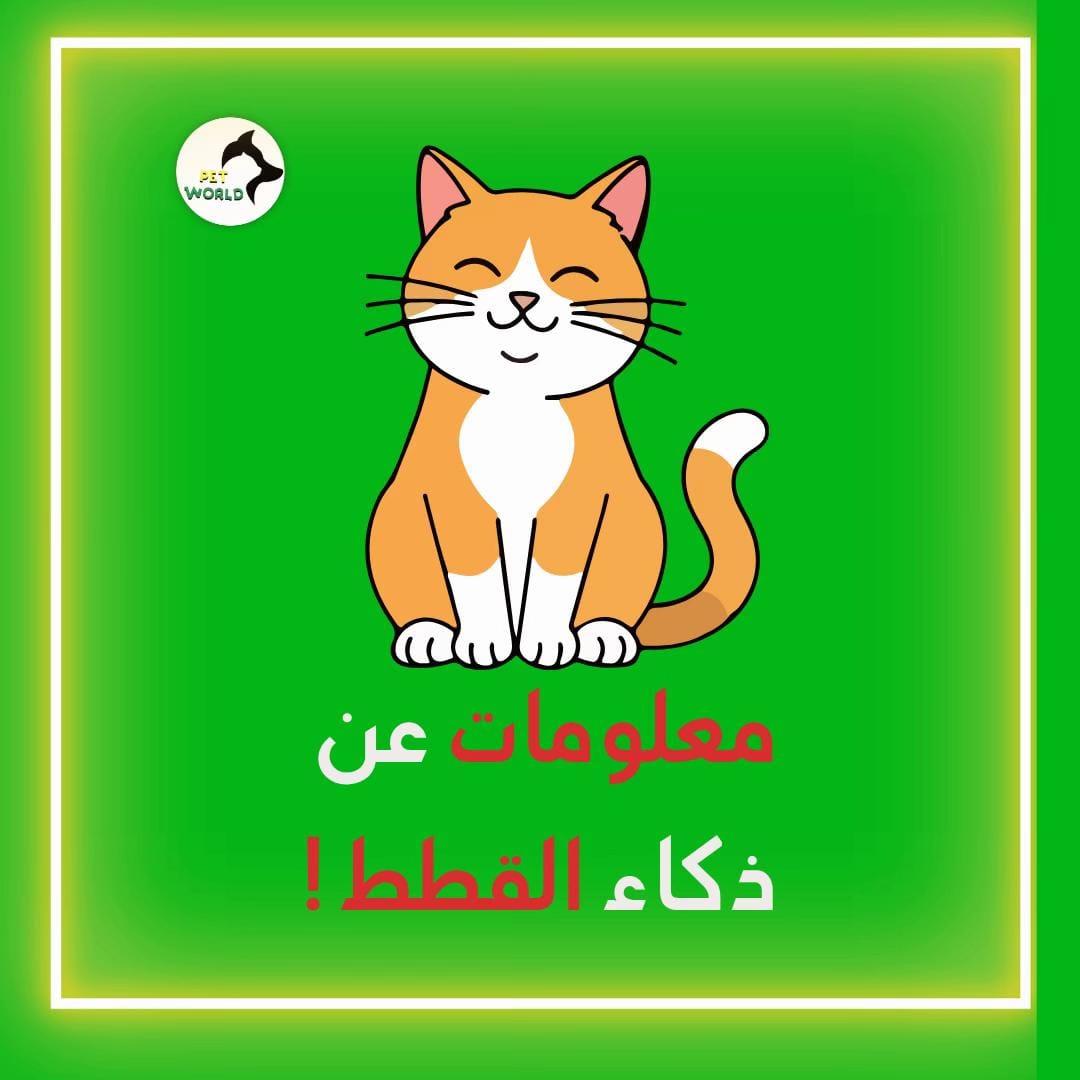 Post 6 by petworld.kw on TikTok (video)