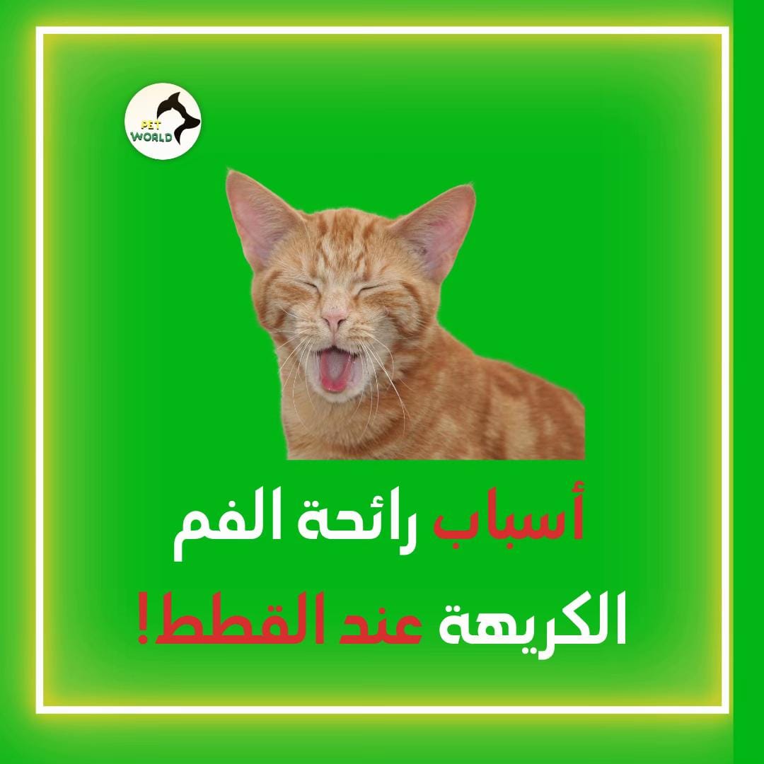 Post 2 by petworld.kw on TikTok (video)