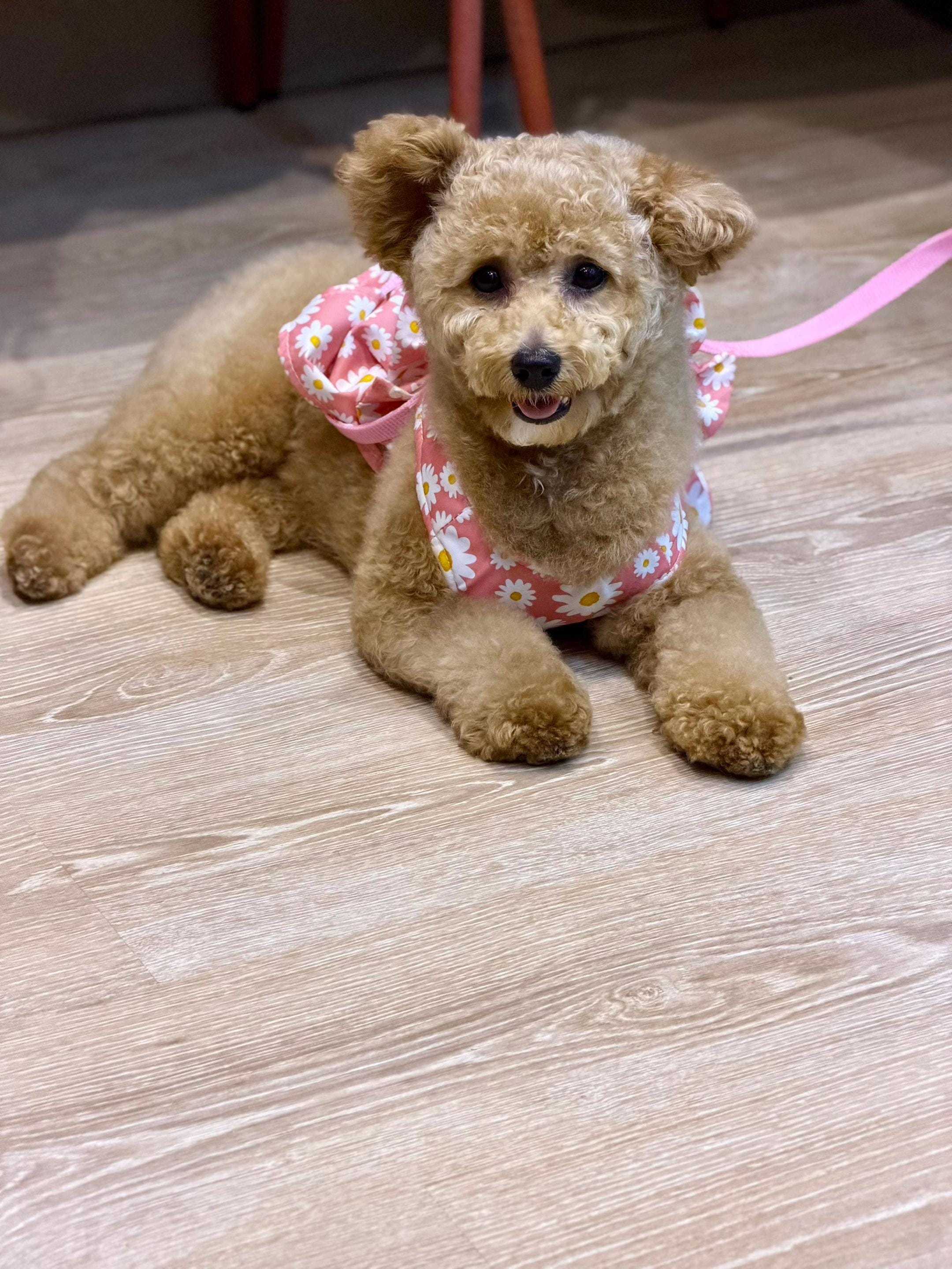 Post 5 by petworld.kw on TikTok (video)