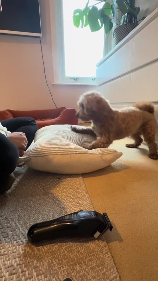 Post 6 by MilneandMutt on TikTok (video)