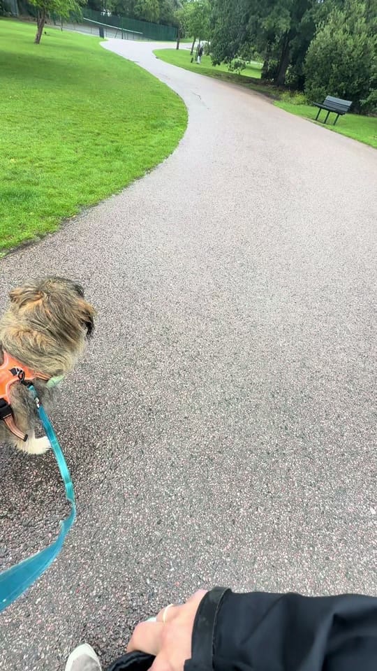 Post 3 by MilneandMutt on TikTok (video)