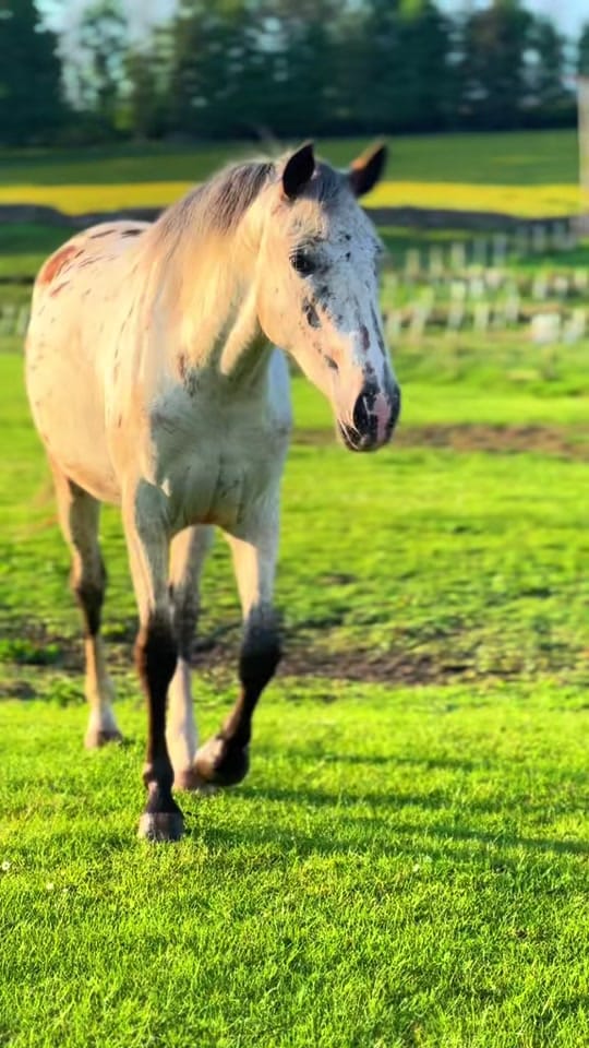 Post 6 by Paula’s Farm on TikTok (video)