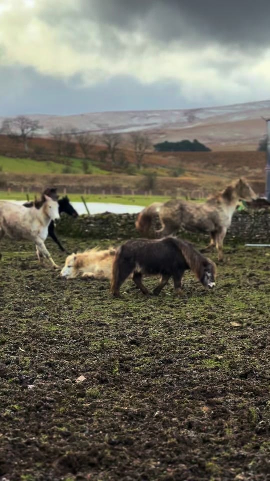 Post 5 by Paula’s Farm on TikTok (video)