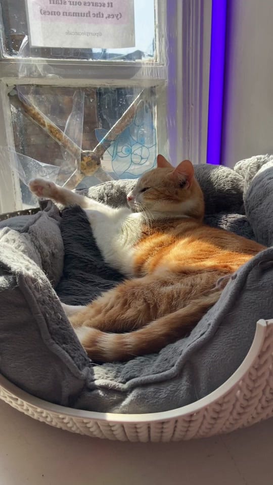 Post 2 by Purrple Cat Cafe 💜 on TikTok (video)