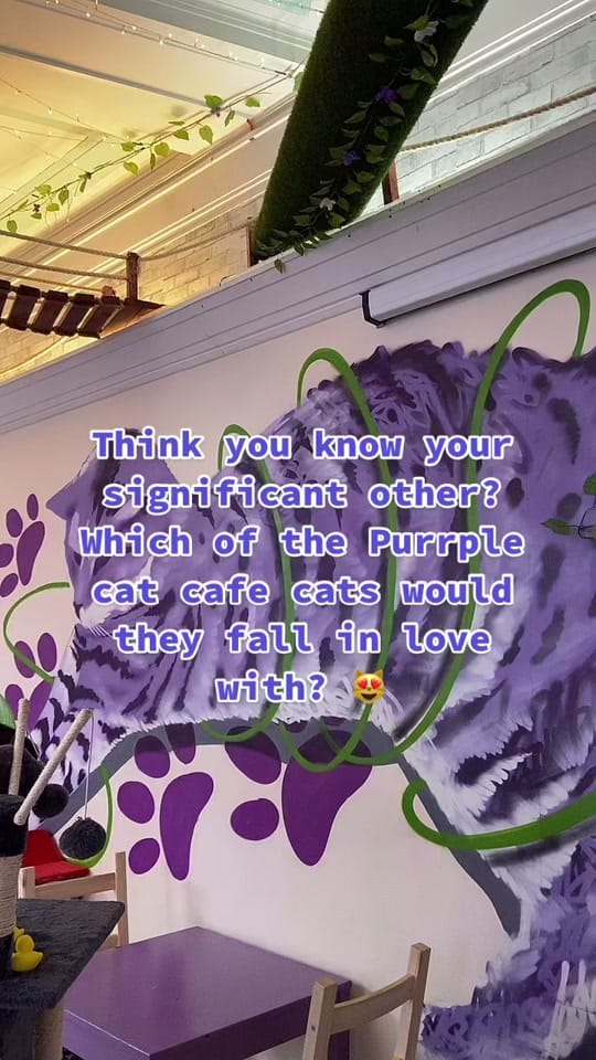 Post 10 by Purrple Cat Cafe 💜 on TikTok (video)