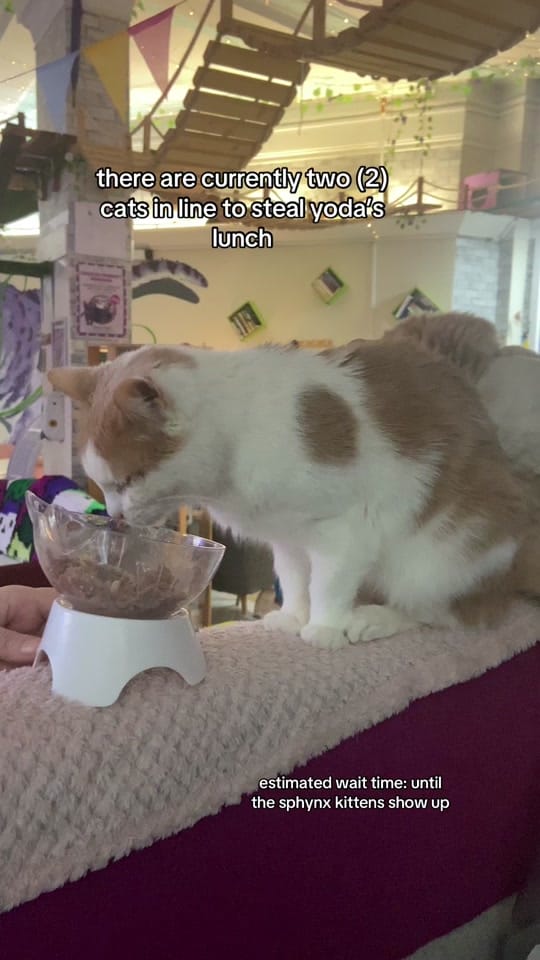 Post 3 by Purrple Cat Cafe 💜 on TikTok (video)