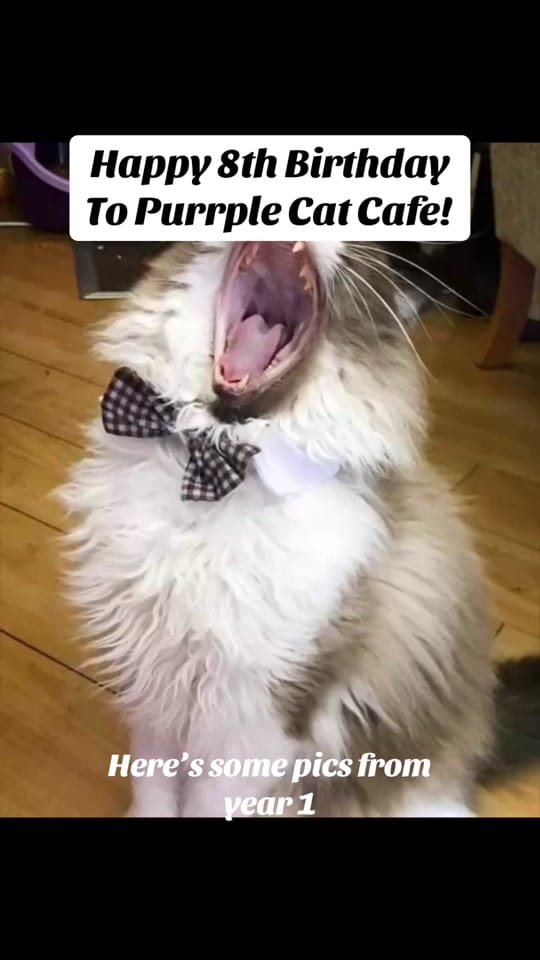 Post 5 by Purrple Cat Cafe 💜 on TikTok (video)