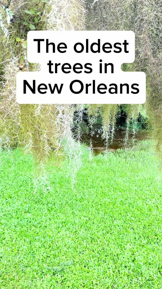 Post 3 by Nola Lifestyle on TikTok (video)