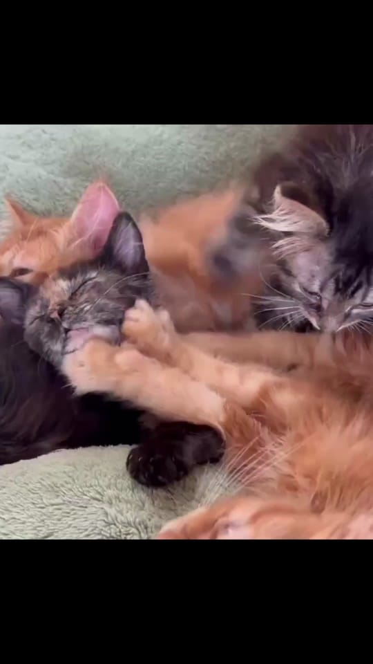 Post 3 by Kentucky Animal Tales on TikTok (video)