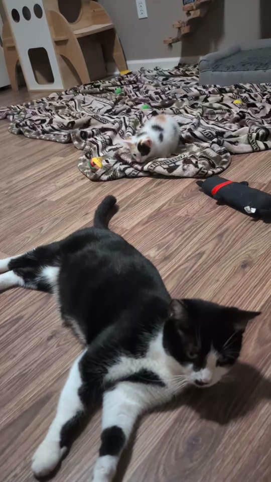 Post 1 by Kentucky Animal Tales on TikTok (video)