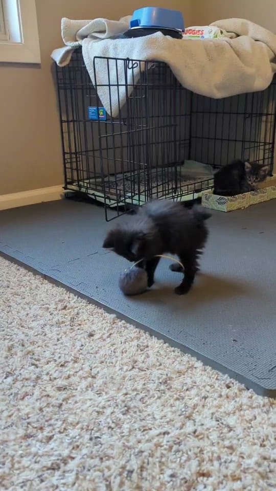Post 10 by Kentucky Animal Tales on TikTok (video)