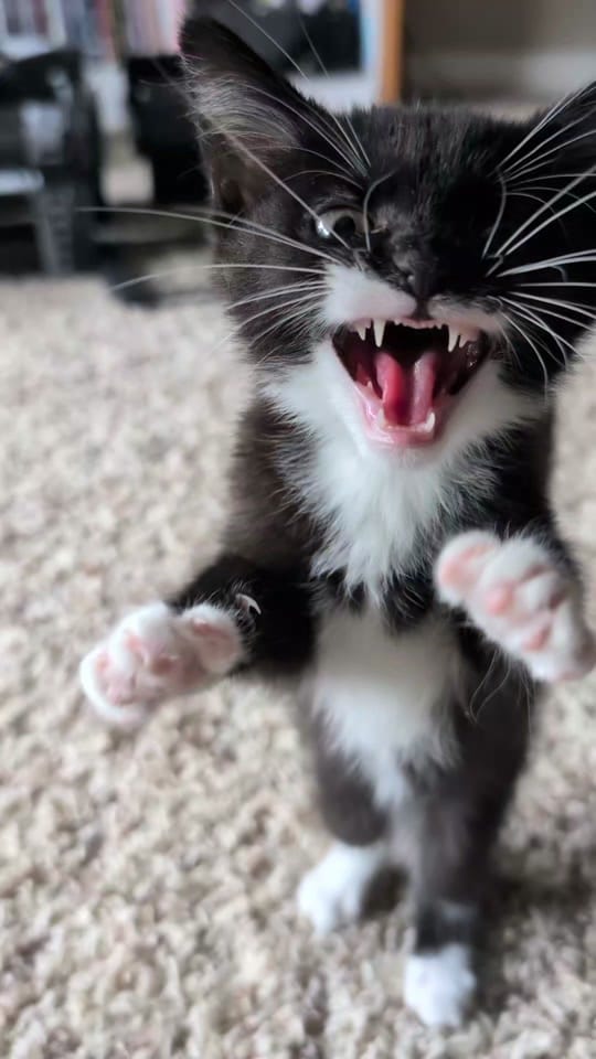 Post 5 by Kentucky Animal Tales on TikTok (video)