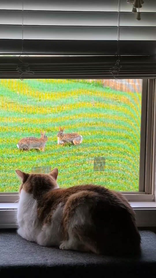 Post 6 by Kentucky Animal Tales on TikTok (video)