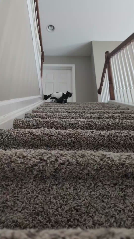 Post 4 by Kentucky Animal Tales on TikTok (video)