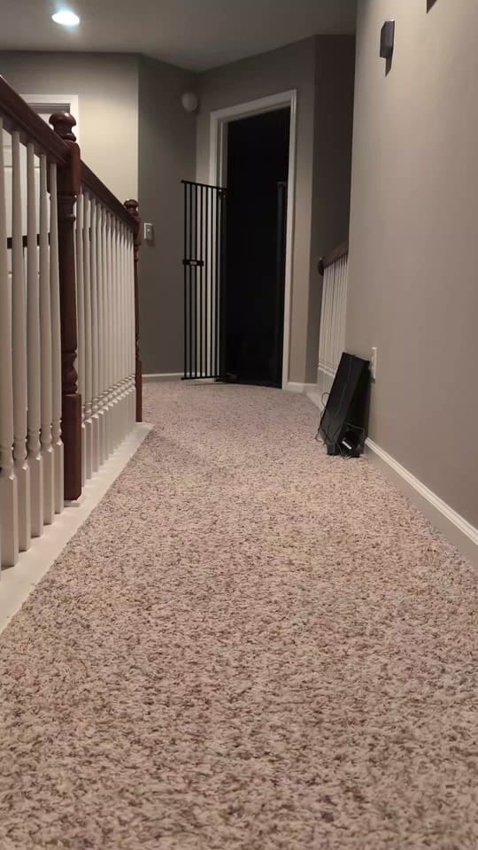 Post 7 by Kentucky Animal Tales on TikTok (video)