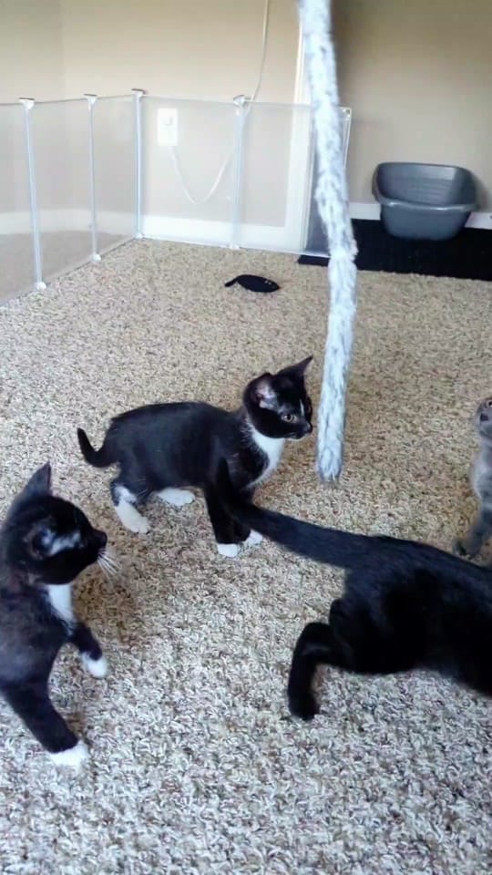Post 8 by Kentucky Animal Tales on TikTok (video)
