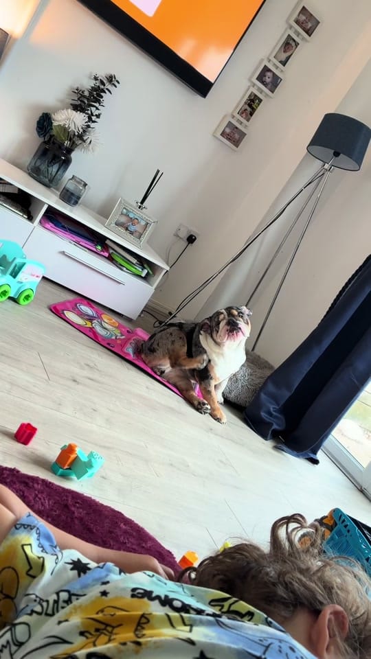 Post 1 by Jaffacakethebully on TikTok (video)
