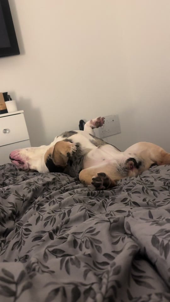 Post 7 by Jaffacakethebully on TikTok (video)